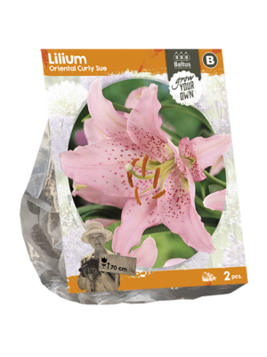 Lilium Oriental Curly Sue (SP) per 2