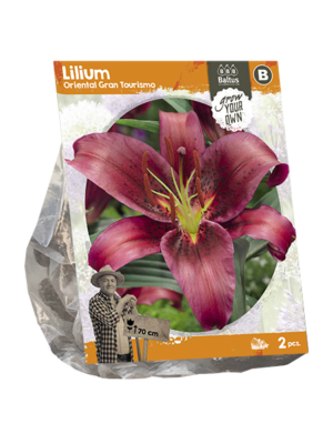 Lilium Oriental Gran Tourismo (SP) per 2