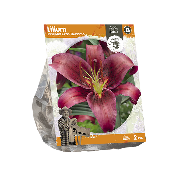 Lilium Oriental Gran Tourismo (SP) per 2