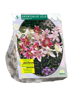 Lilium Oriental Mix per 5