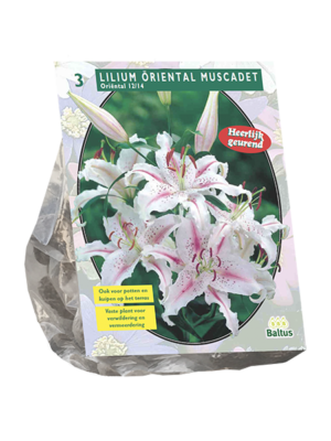 Lilium Oriental Muscadet per 3