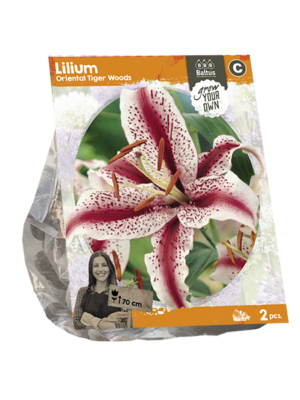 Lilium Oriental Tiger Woods (SP) per 2