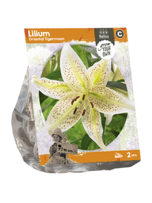 Lilium Oriental Tigermoon (SP) per 2