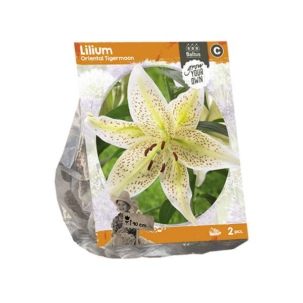 Lilium Oriental Tigermoon (SP) per 2