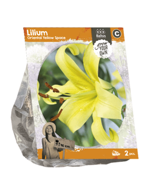 Lilium Oriental Yellow Space (SP) per 2