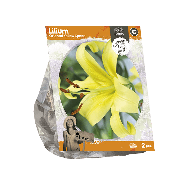 Lilium Oriental Yellow Space (SP) per 2