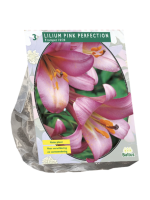 Lilium Pink Perfection per 3