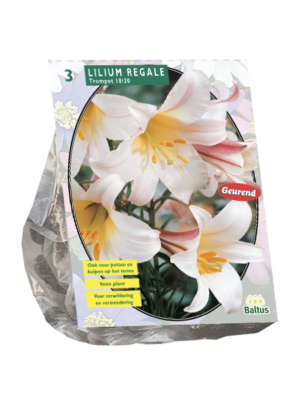 Lilium Regale per 3