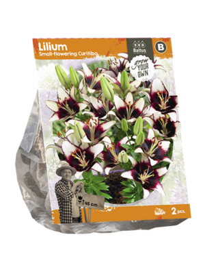 Lilium Small-flowering Curitiba (SP) per 2