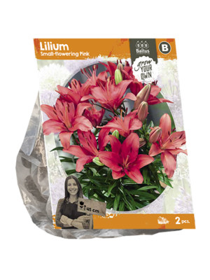 Lilium Small-flowering Pink (SP) per 2