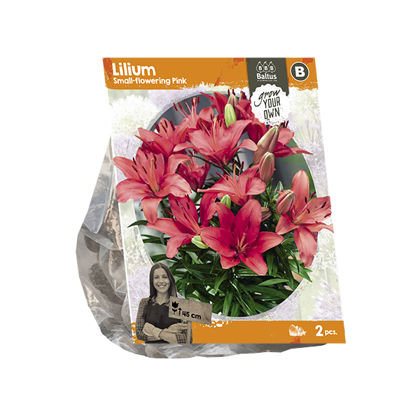 Lilium Small-flowering Pink (SP) per 2