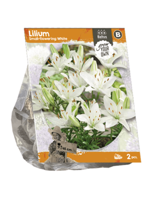 Lilium Small-flowering White (SP) per 2