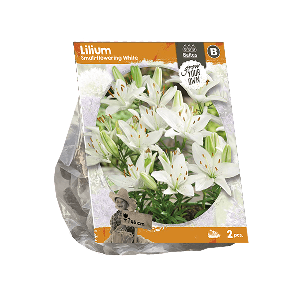 Lilium Small-flowering White (SP) per 2