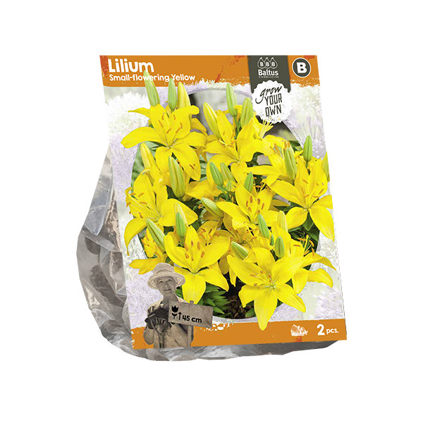 Lilium Small-flowering Yellow (SP) per 2