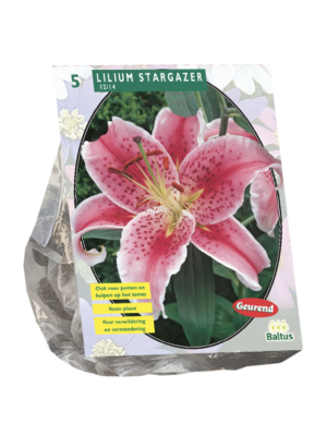 Lilium Stargazer per 5