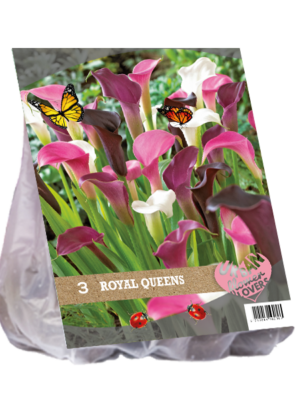 Urban Flowers - Royal Queens per 3