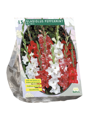 de gerberas-Gladiolus Peppermint