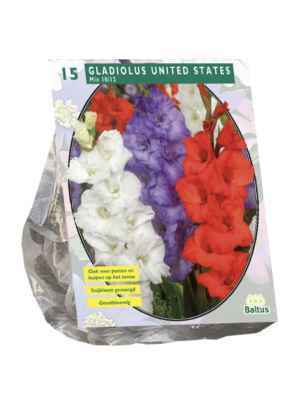 de gerbera's - Gladiolus United States