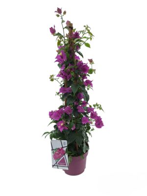 Bougainvillea pyramide