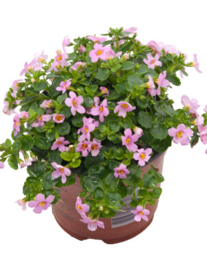 Bacopa roze