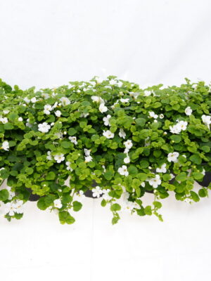 witte Bacopa.