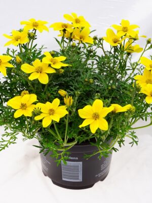 Bidens