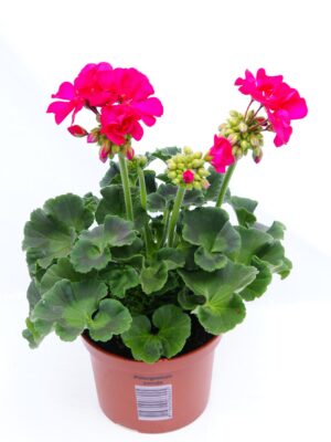 Geranium staand paars