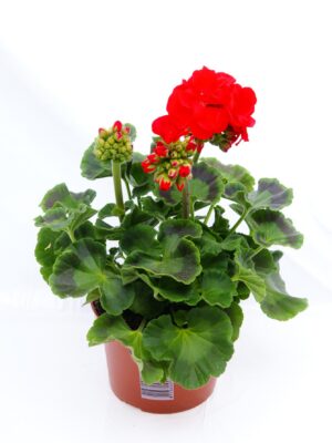 Geranium staand rood