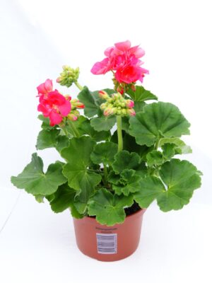 Geranium staand roze