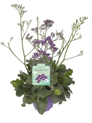 Kuippl. Limonium