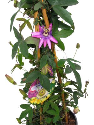 Kuippl. Passiflora