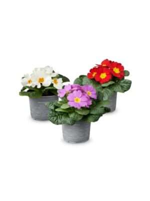 Primula
