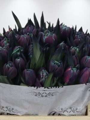 Tu-Du-Double-Moscow-Midnight