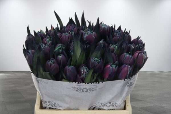 Tu Du Double Moscow Midnight Tu-Du-Double-Moscow-Midnight