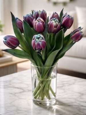 Tulpen Double Twist - Moscow Midnight