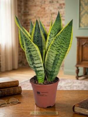 Sansevieria Futura Superba