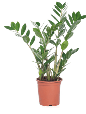 Zamio Zamiifolia