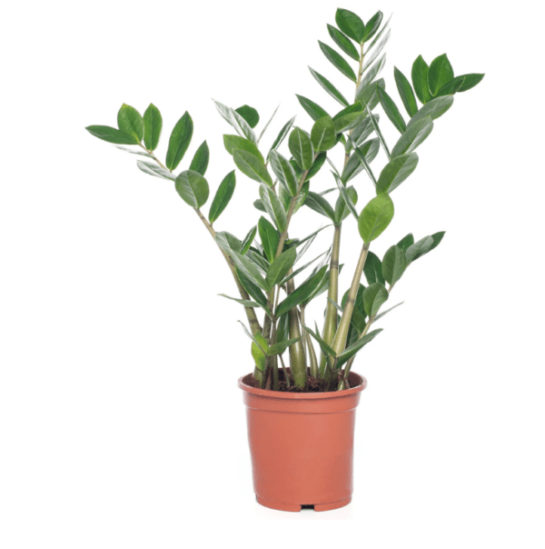 Zamio Zamiifolia