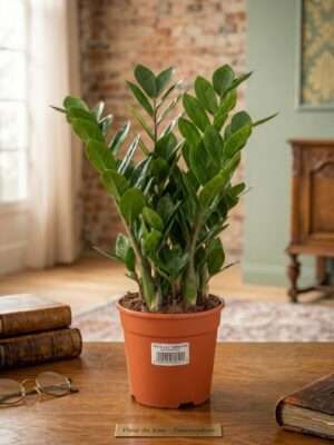 Zamio Zamiifolia