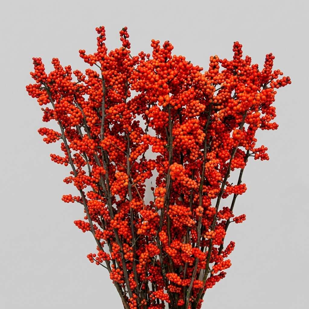 Rode Ilex besjestakken en kerstdecoratie kopen Oudehaske