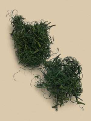 Gedroogd Krulmos / Mos Groen (Tillandsia usneoides)500g