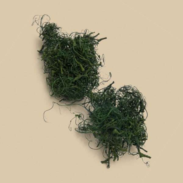 Gedroogd Krulmos / Mos Groen (Tillandsia usneoides)500g